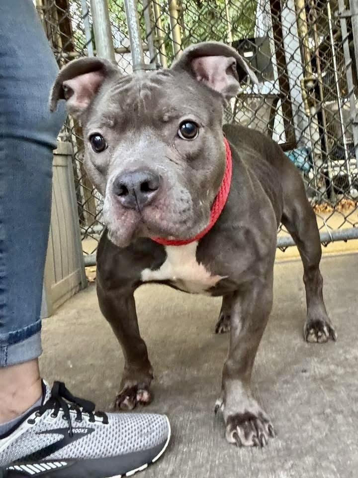 Desdemona, a ADOPTABLE Pit Bull Terrier in Chicago, IL image 4/5
