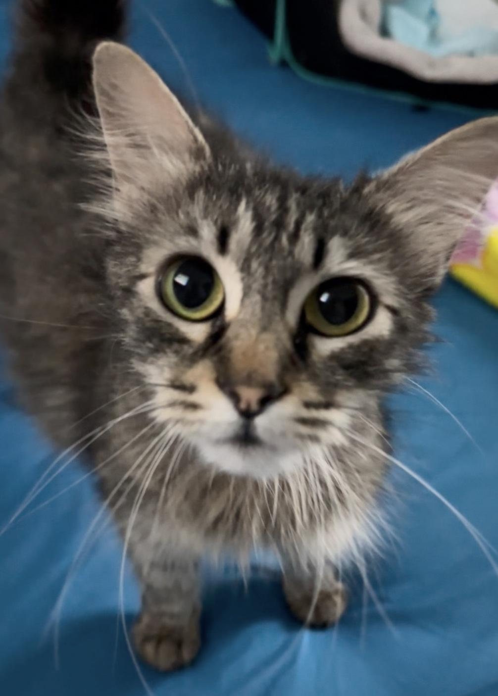 Pixie, Adult Female unknown