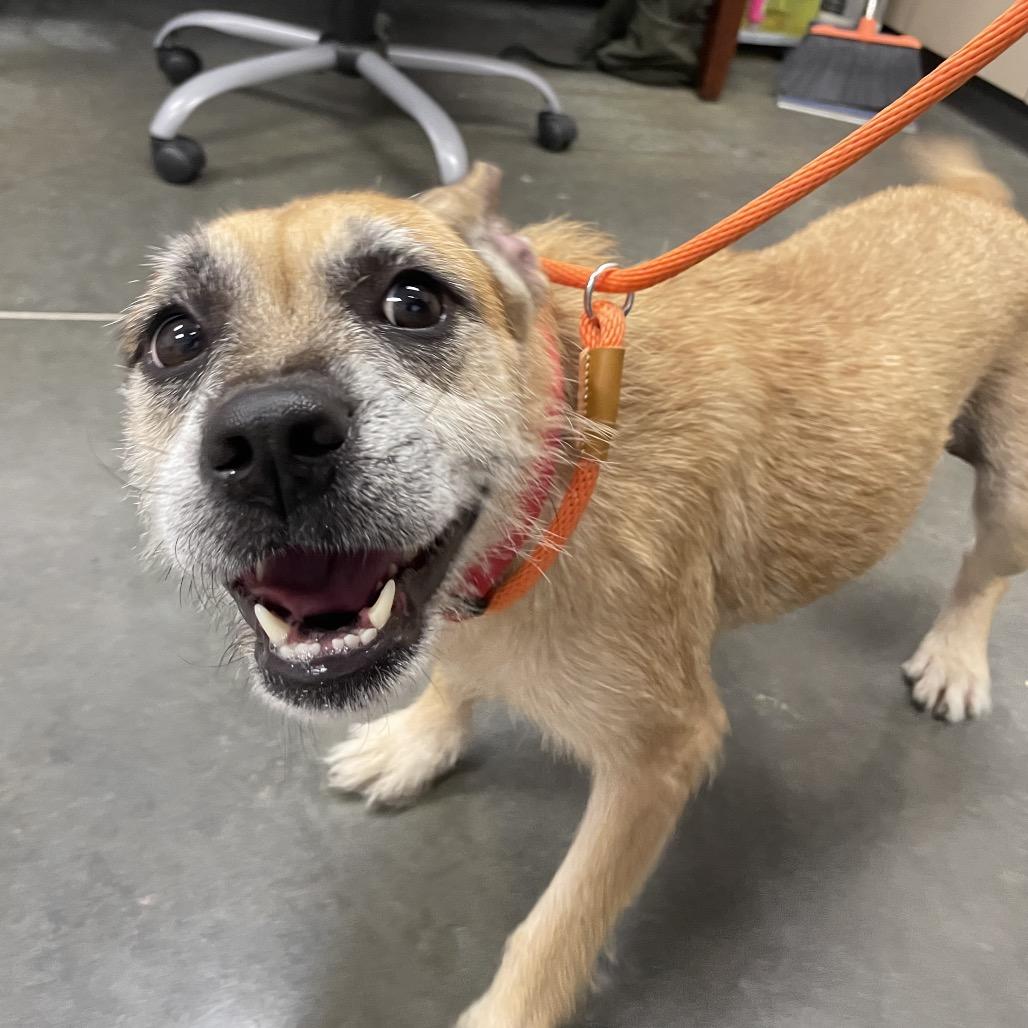 Enlarge Sweety, a Adoptable mixed breed in Buffalo, NY image 1/6