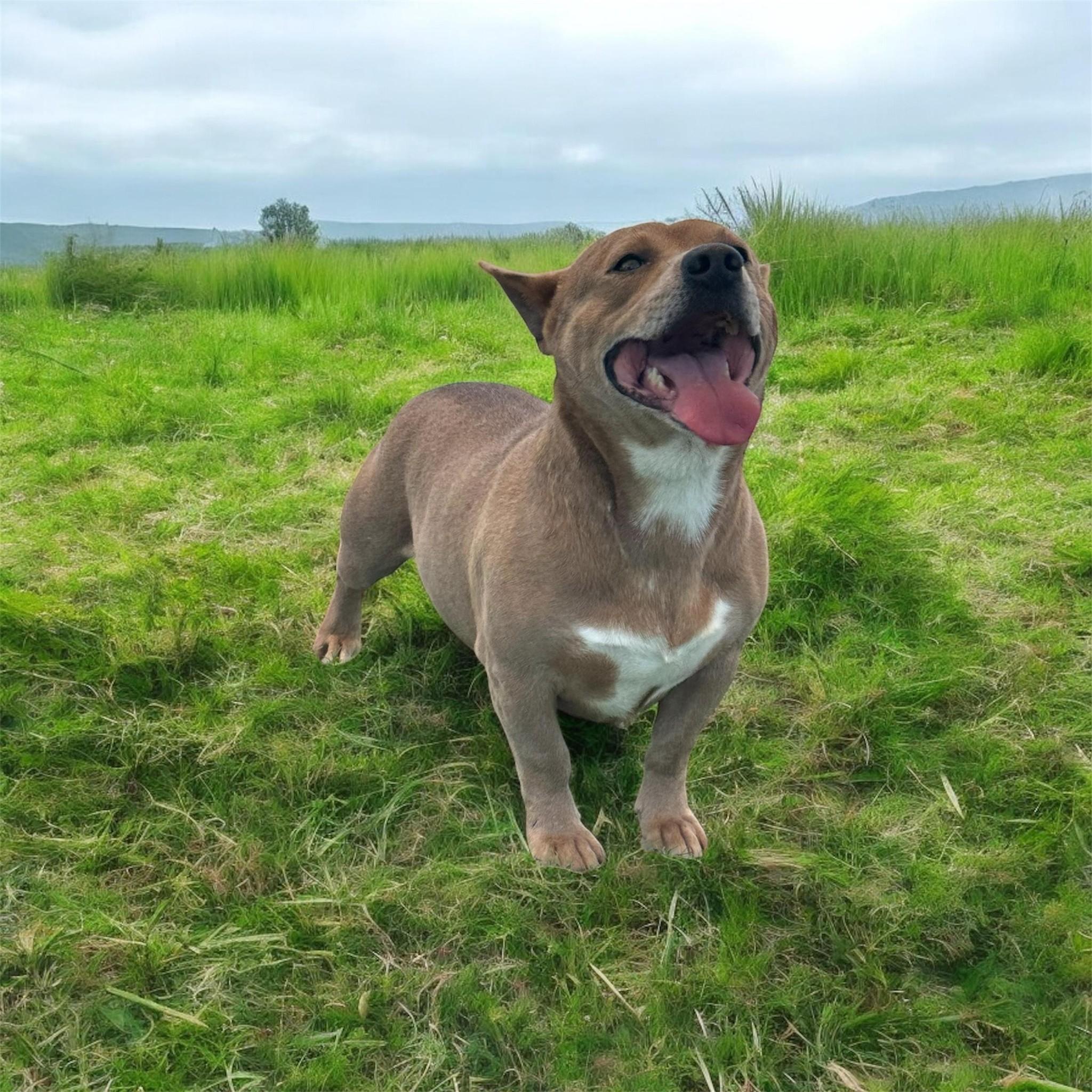 Watson, Young Male Dachshund