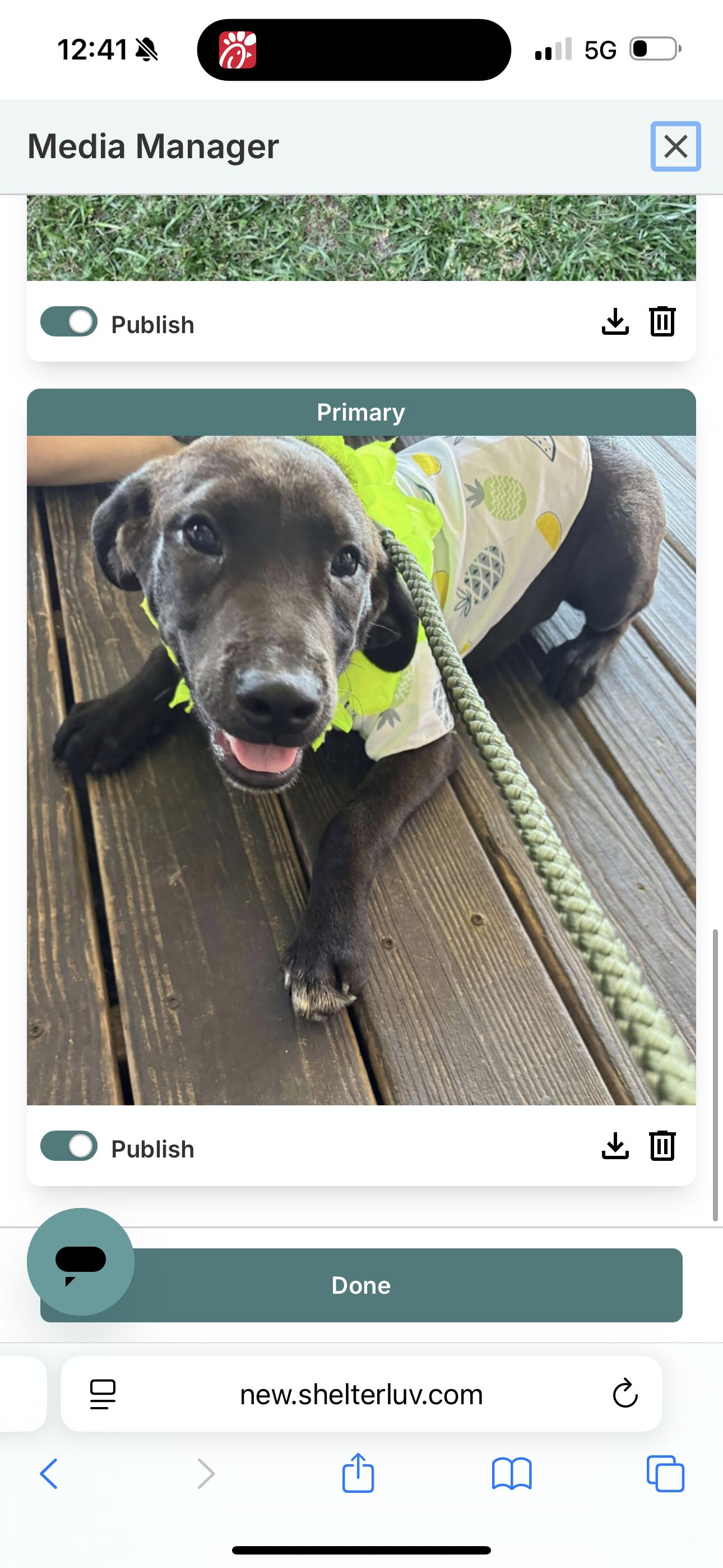 Enlarge Gordo, a Adoptable mixed breed in Kittery, ME image 1/1