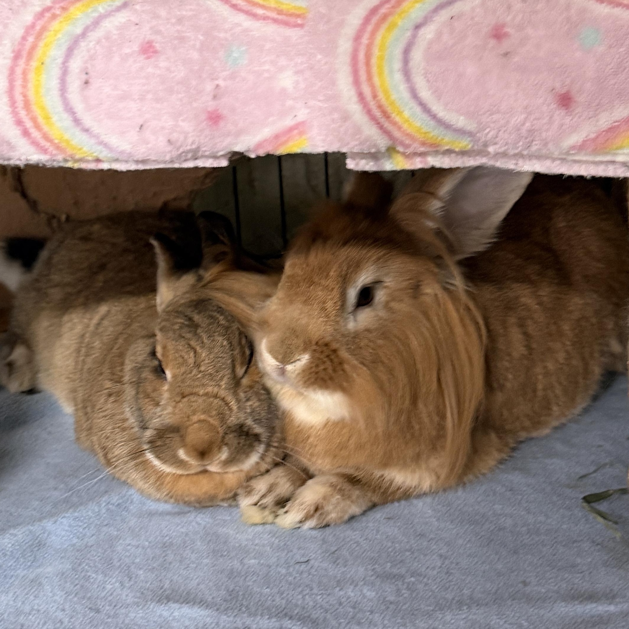 Choji & Chica (PEN 8), Adopted, Adult Male Lionhead.