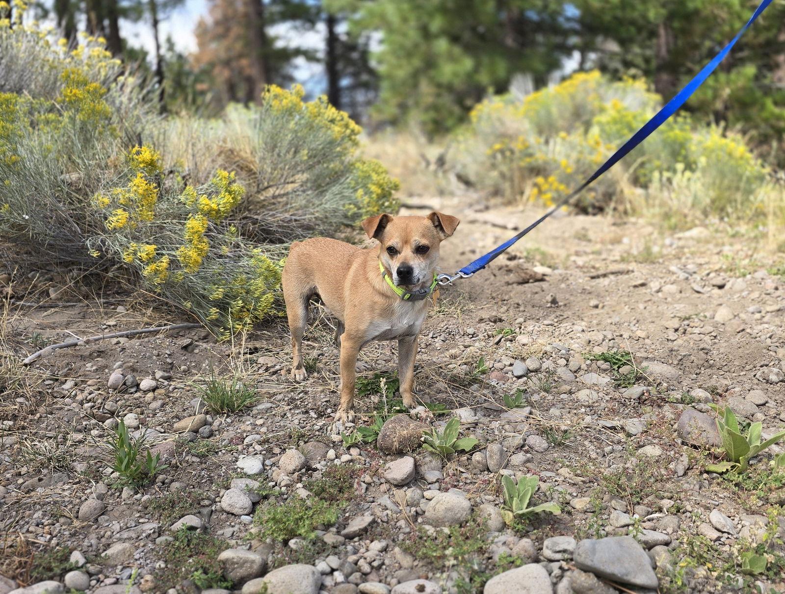 Simba, Adopted, Adult Male Parson Russell Terrier & Chihuahua.