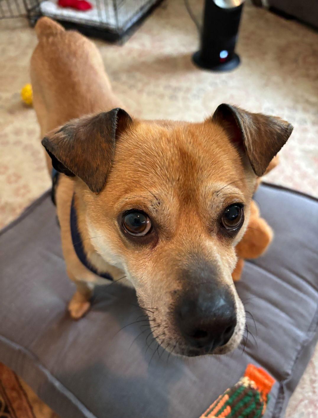 Enlarge Simba, a Adopted mixed breed in Davis, CA image 2/3