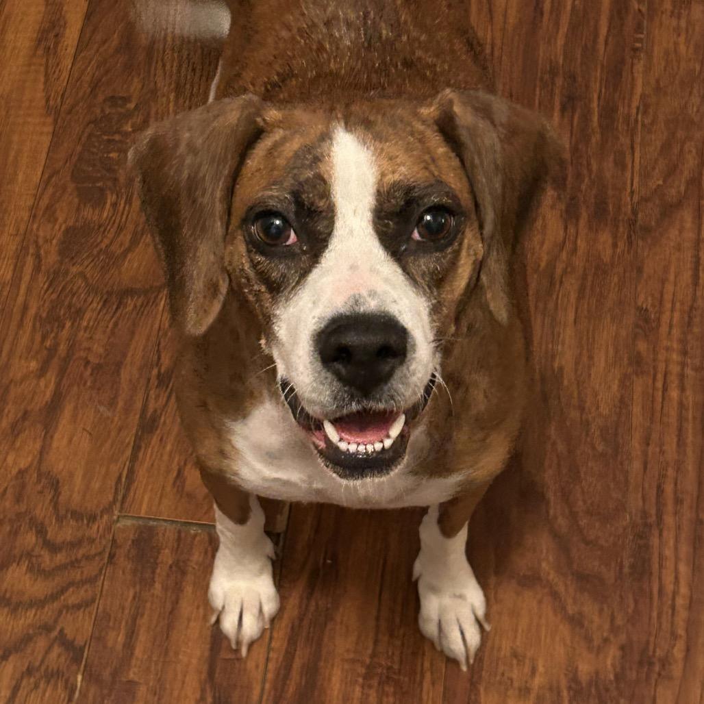 Enlarge Lucille, a Adoptable mixed breed in Cincinnati, OH image 1/2