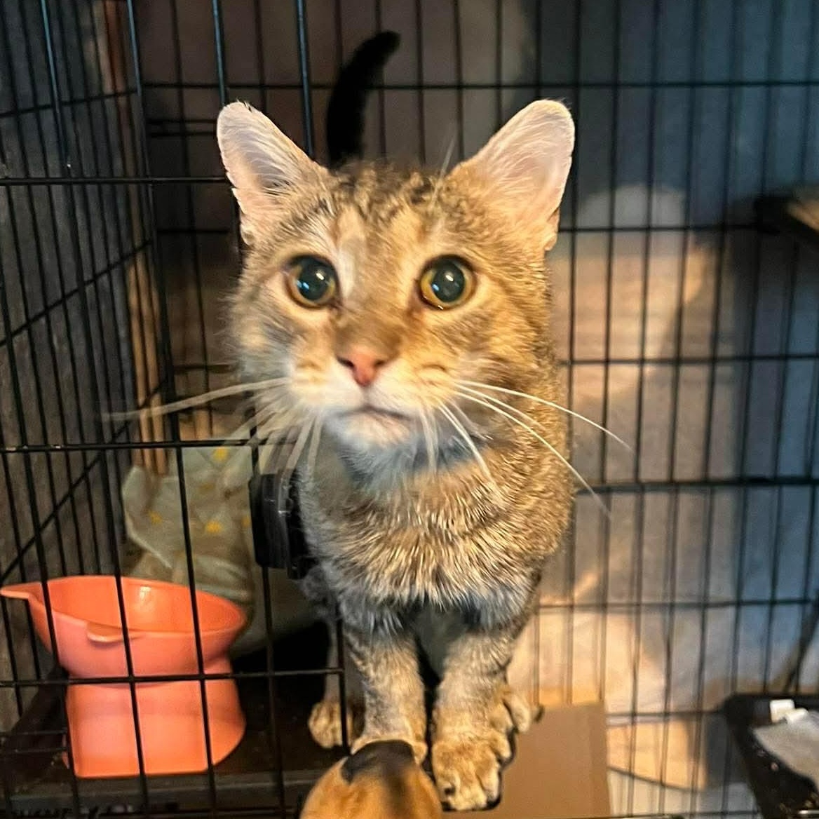 Enlarge Chester, a ADOPTABLE Domestic Short Hair in Winnipeg, MB image 3/3