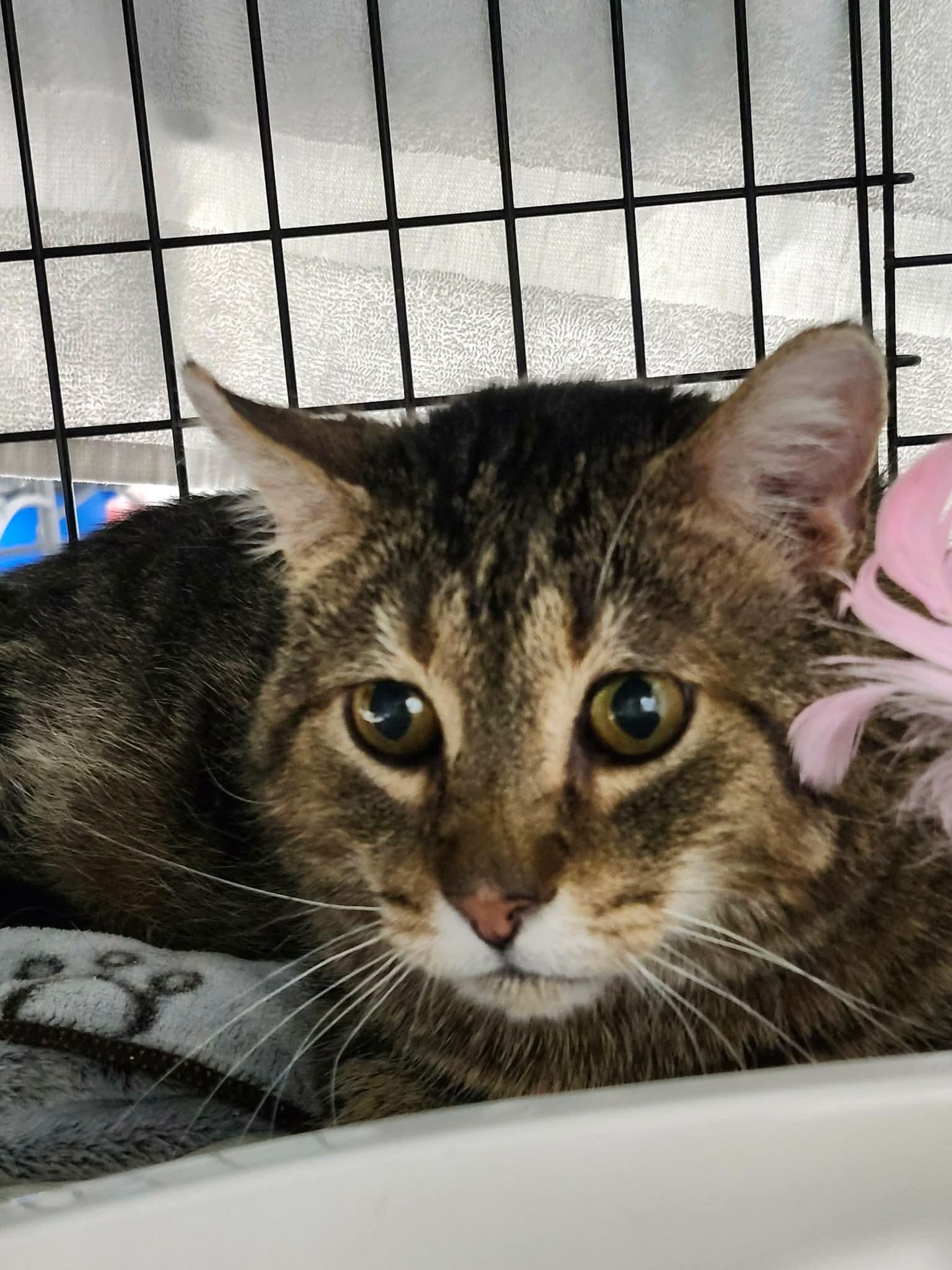 Enlarge Chester, a ADOPTABLE Domestic Short Hair in Winnipeg, MB image 1/3