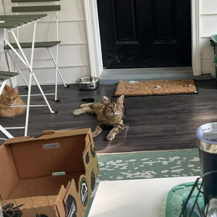 Enlarge Chester, a ADOPTABLE Domestic Short Hair in Winnipeg, MB image 2/3