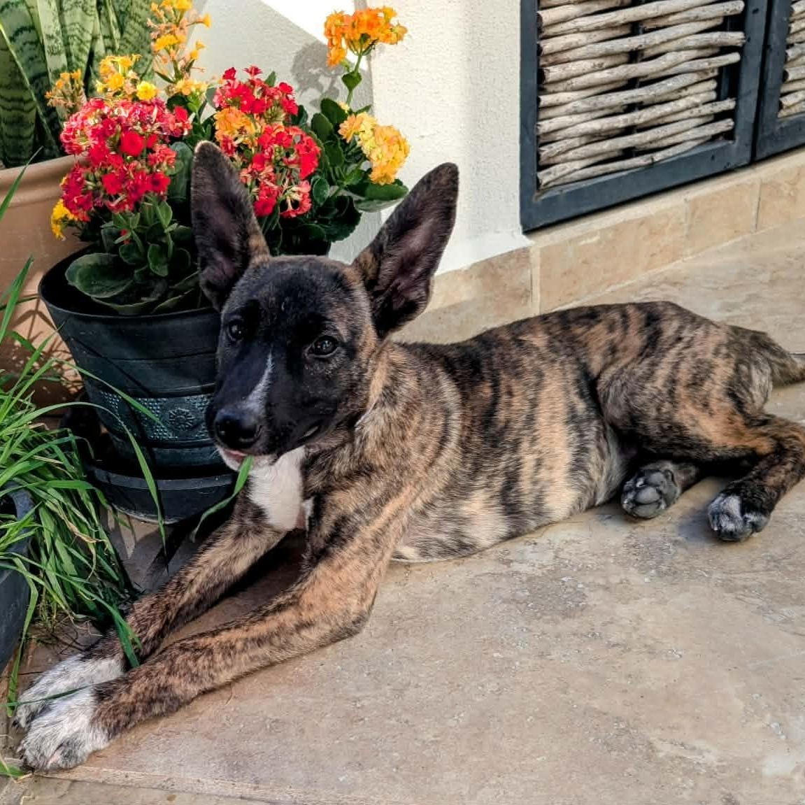 Enlarge Peanut, a ADOPTABLE mixed breed in Bend, OR image 3/5