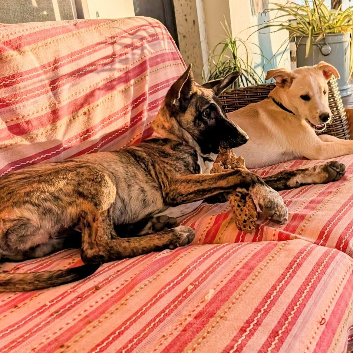 Enlarge Peanut, a ADOPTABLE mixed breed in Bend, OR image 2/5