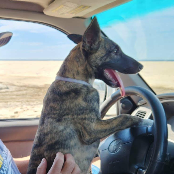 Enlarge Peanut, a ADOPTABLE mixed breed in Bend, OR image 4/5