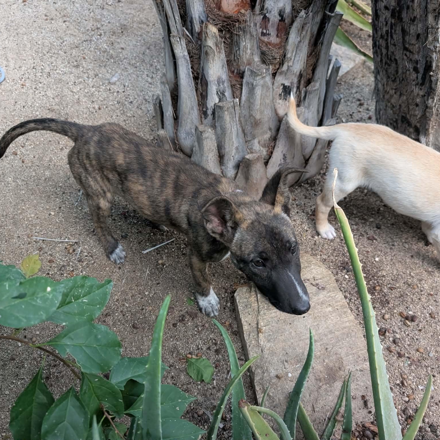 Enlarge Peanut, a ADOPTABLE mixed breed in Bend, OR image 5/5