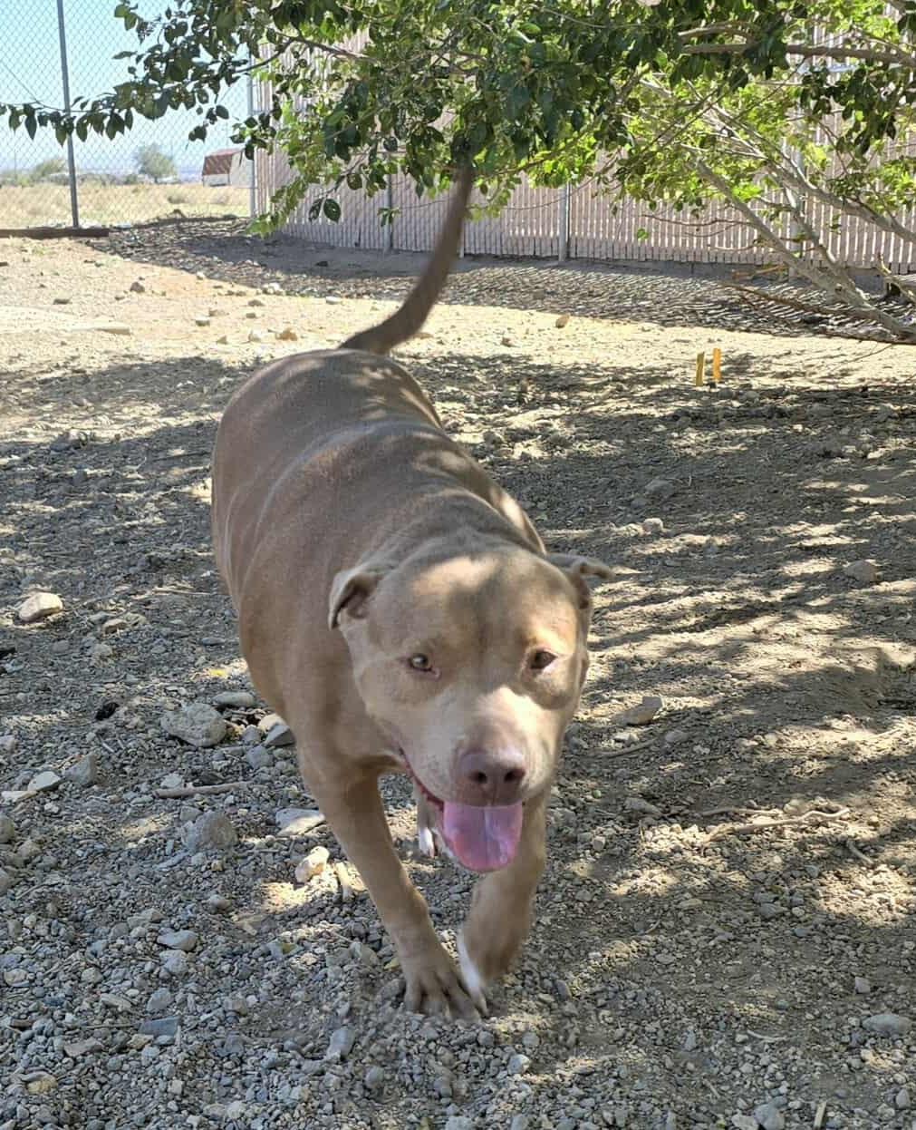 Lola, Adoptable, Adult Female Pit Bull Terrier.