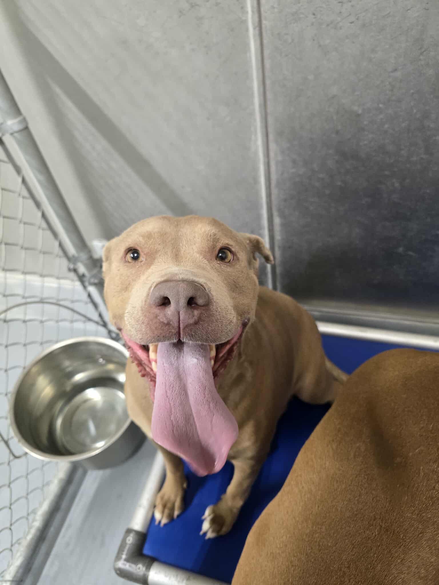 Enlarge Lola, a Adoptable Pit Bull Terrier in Silver Springs, NV image 2/3