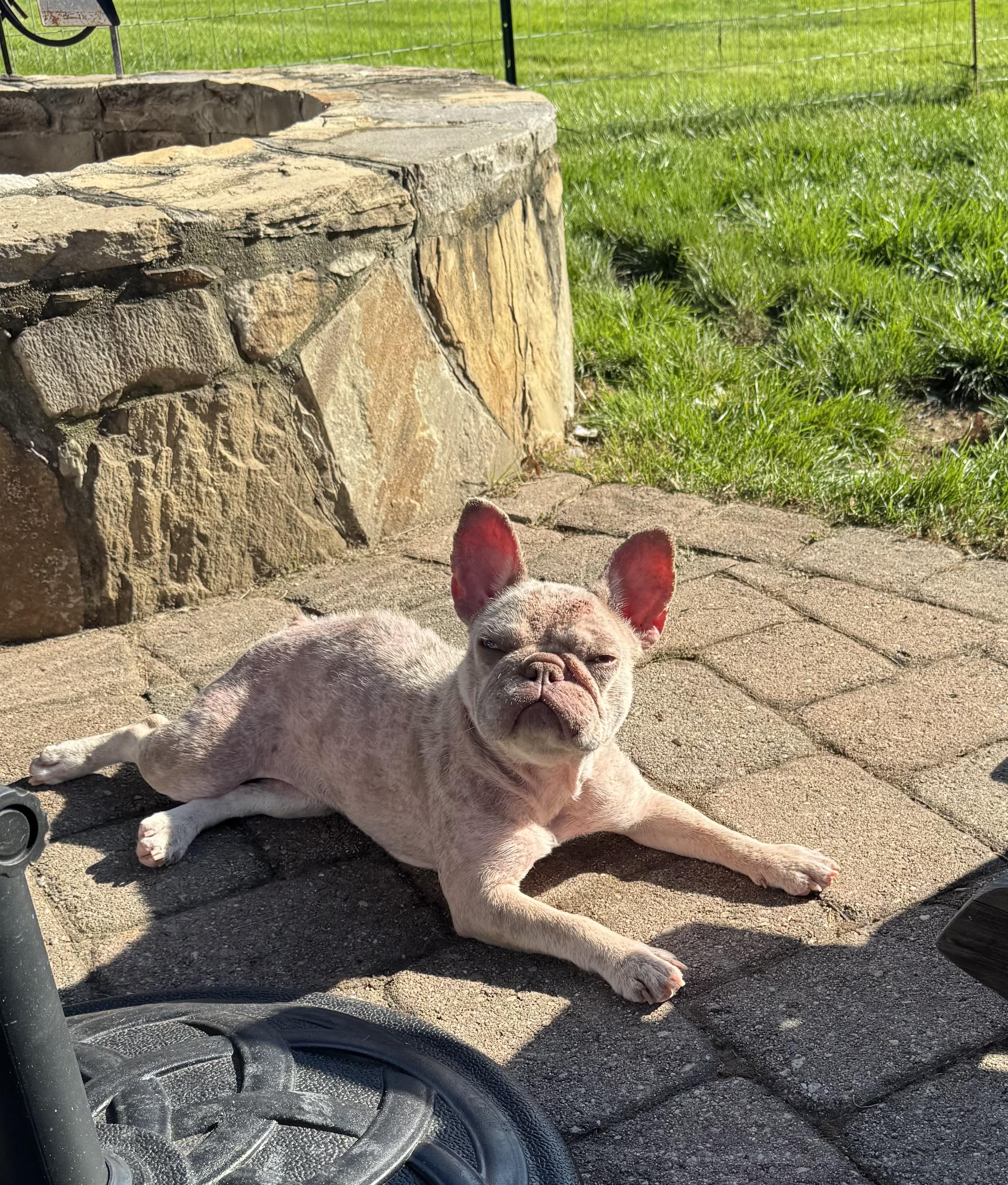 Enlarge Angie needs a foster home, a Adoptable French Bulldog in Providence, RI image 2/2