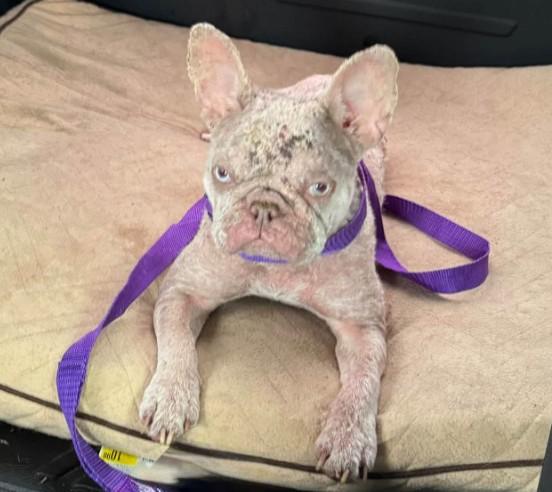Angie needs a foster home, Adoptable, Young Female French Bulldog.