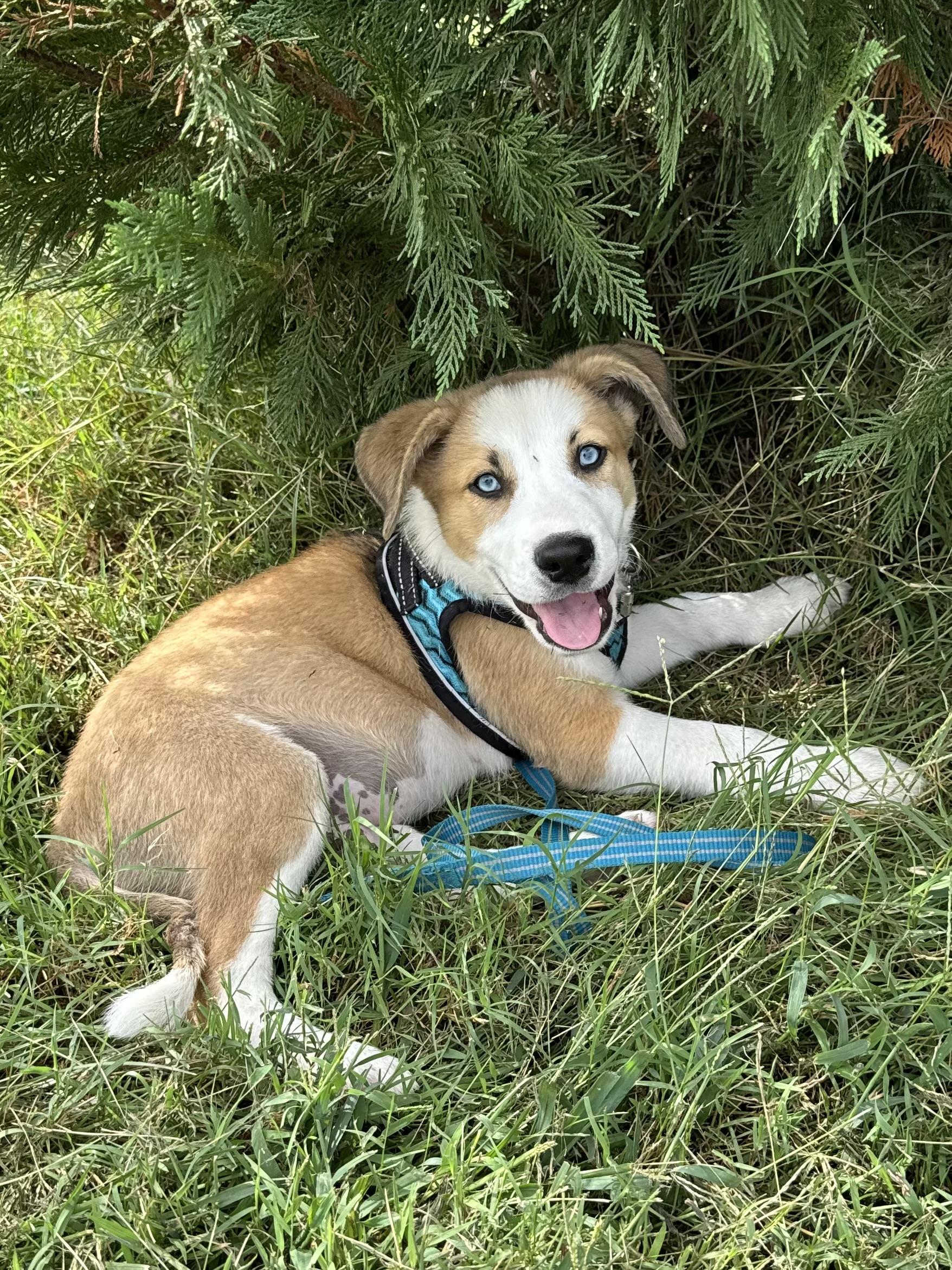 Enlarge Riptide, a Adoptable mixed breed in Hagerstown, MD image 5/6