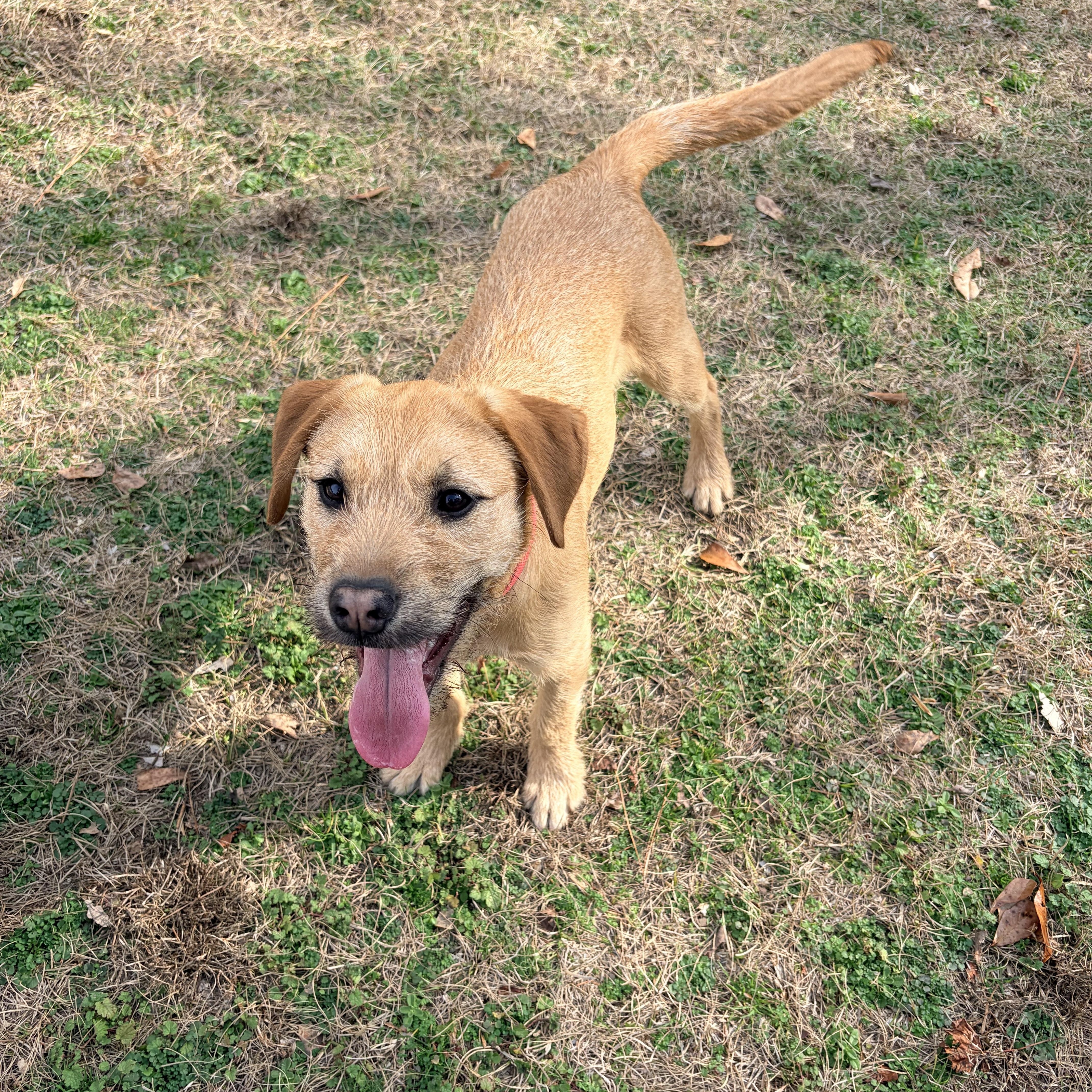 Enlarge Nessie, a ADOPTABLE mixed breed in Carthage, NC image 1/4