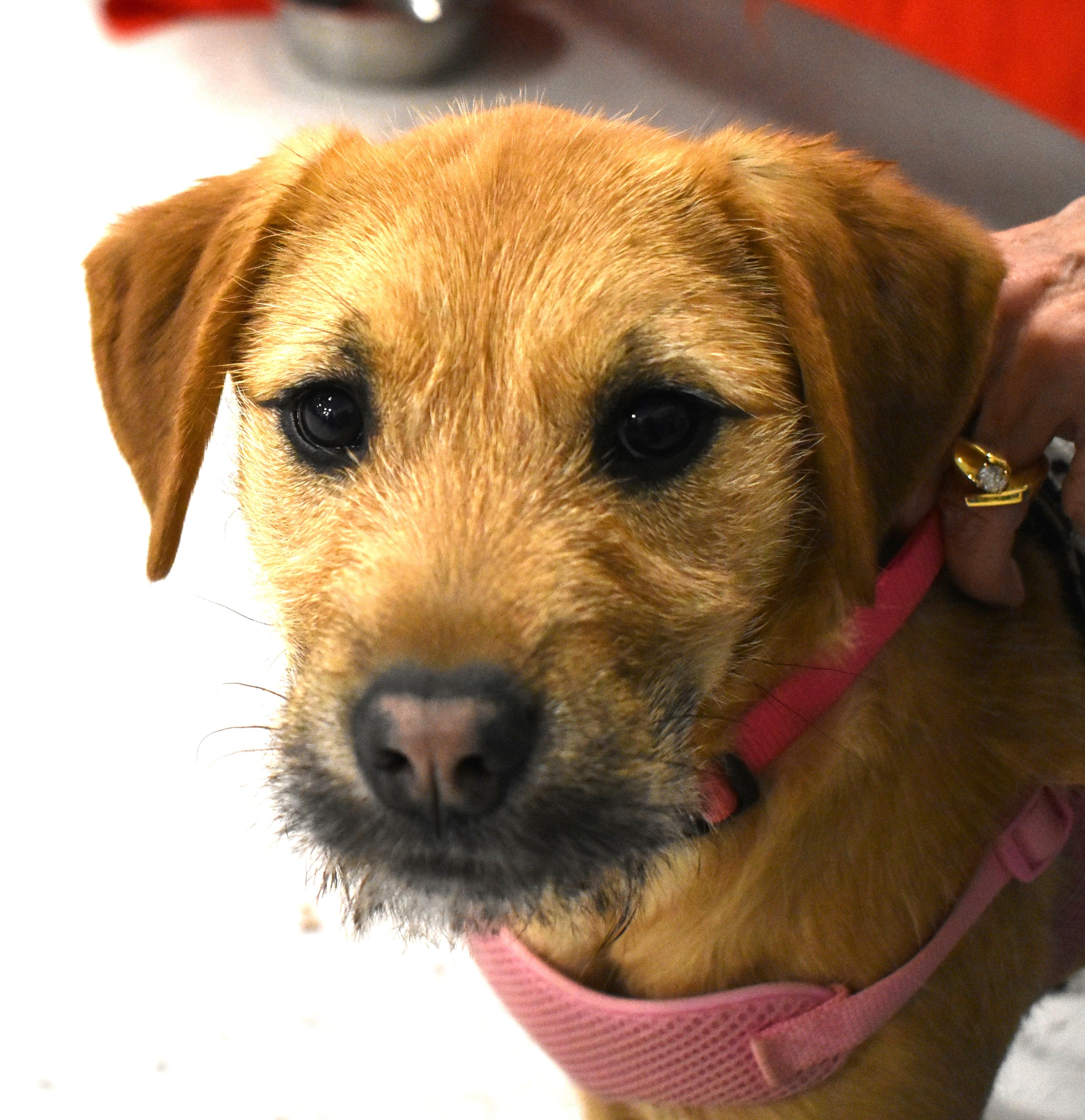 Enlarge Nessie, a ADOPTABLE mixed breed in Carthage, NC image 3/4