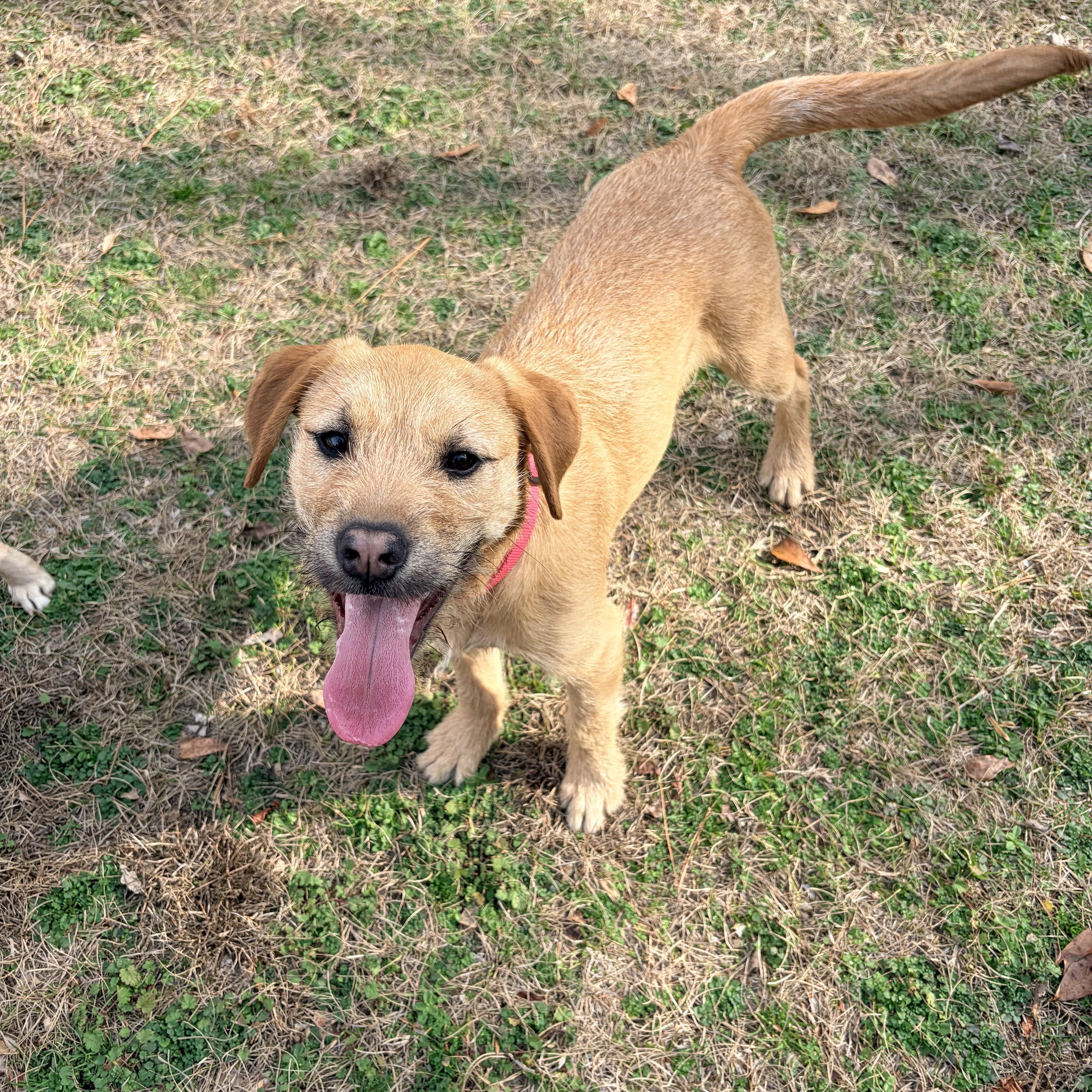 Enlarge Nessie, a ADOPTABLE mixed breed in Carthage, NC image 4/4