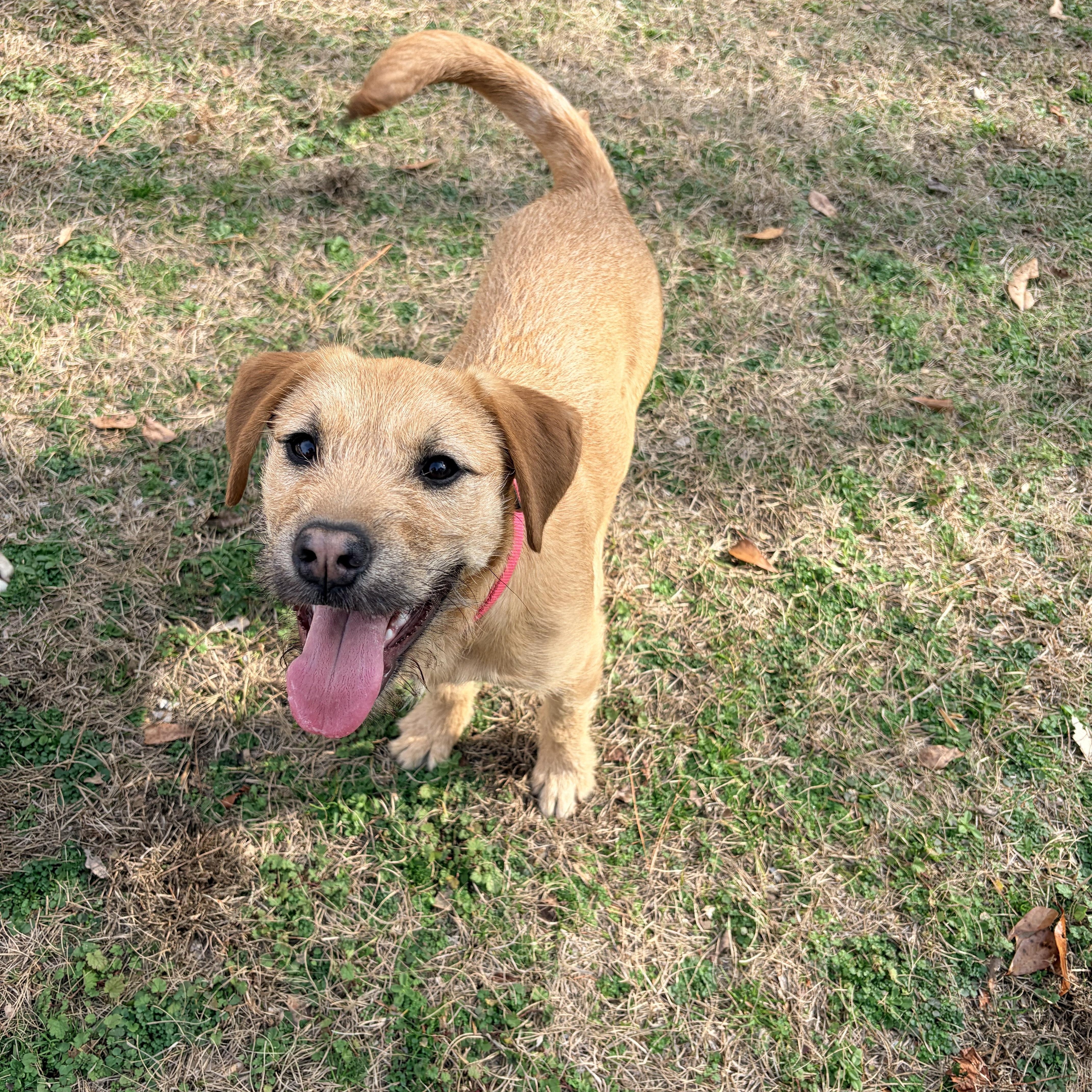 Enlarge Nessie, a ADOPTABLE mixed breed in Carthage, NC image 2/4