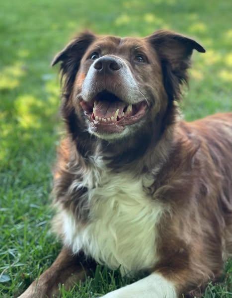 Lucy, Adopted, Adult Female Border Collie.