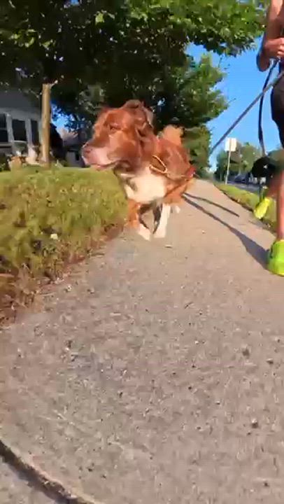 Enlarge Lucy, a Adopted Border Collie in Monroe, MI video 2/2