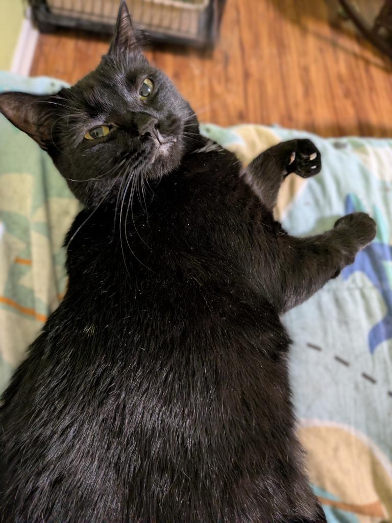 Enlarge Natalia25F, a Adoptable mixed breed in Youngsville, NC image 2/3