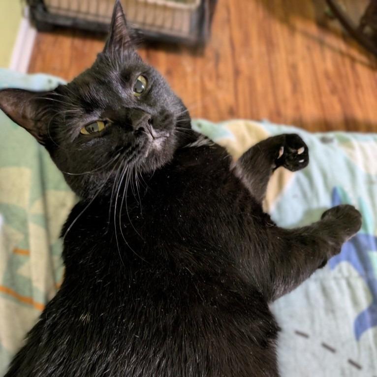 Enlarge Natalia25F, a Adoptable mixed breed in Youngsville, NC image 3/3