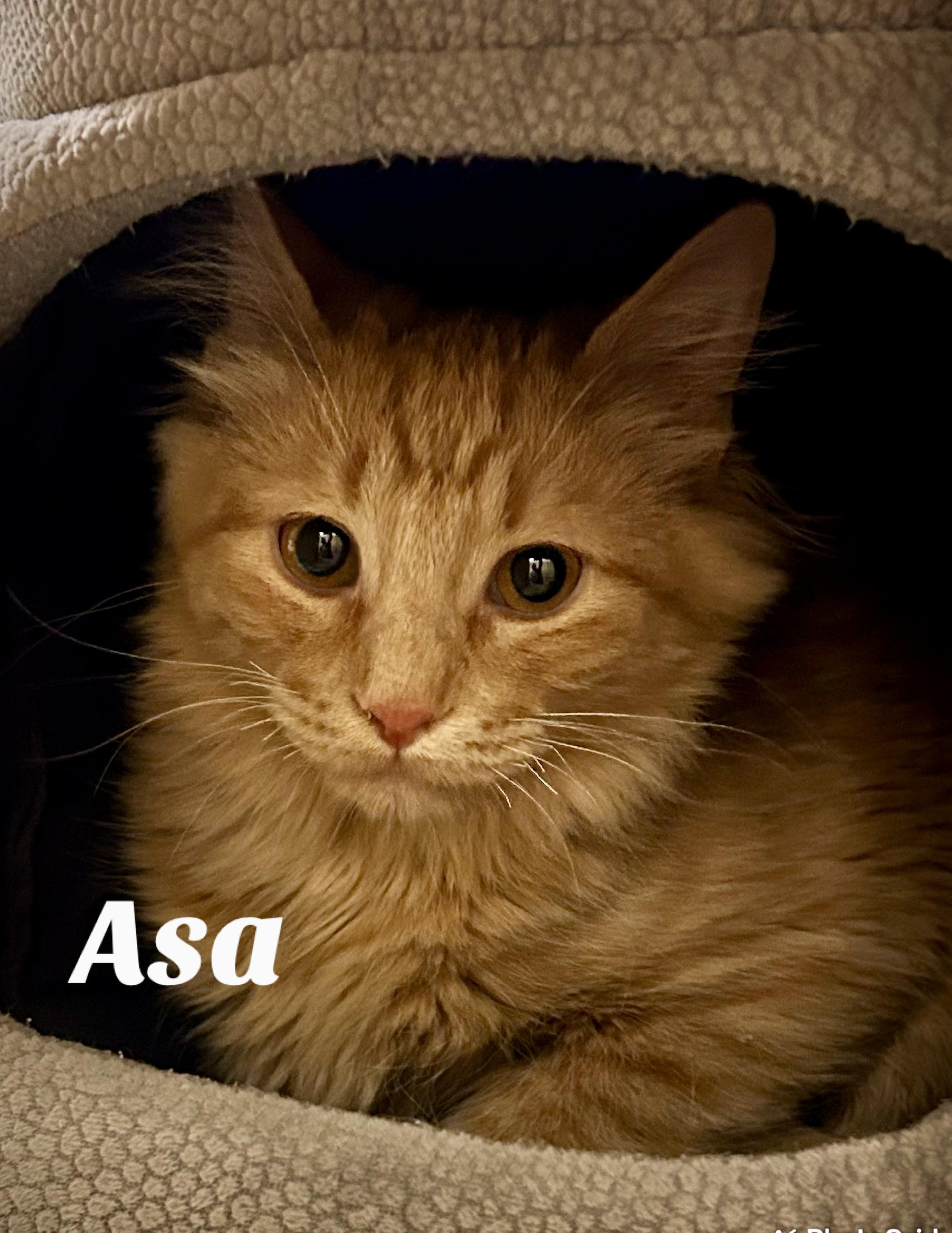 Asa, ADOPTABLE, Kitten Male Domestic Medium Hair.