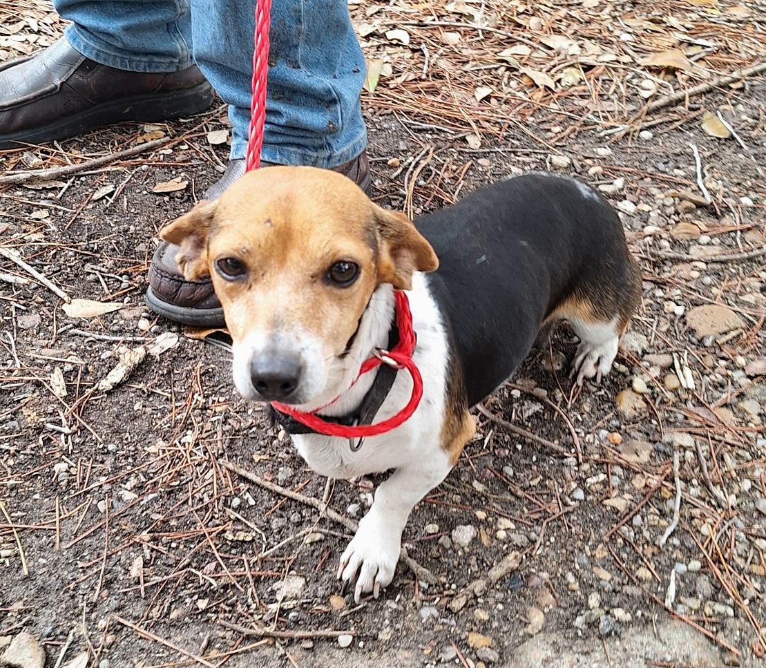 Enlarge Coletta OR14210-Thw, an adoptable mixed breed in Beaverton, OR image 5/6