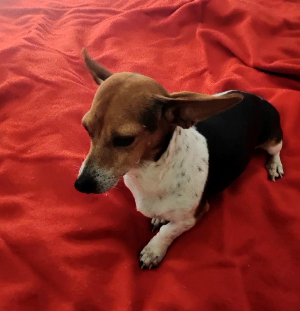 Enlarge Coletta OR14210-Thw, an adoptable mixed breed in Beaverton, OR image 3/6