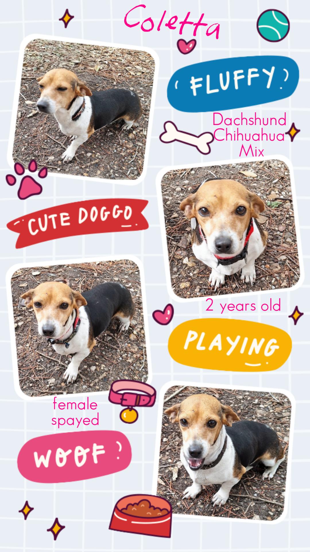 Enlarge Coletta OR14210-Thw, an adoptable mixed breed in Beaverton, OR image 6/6