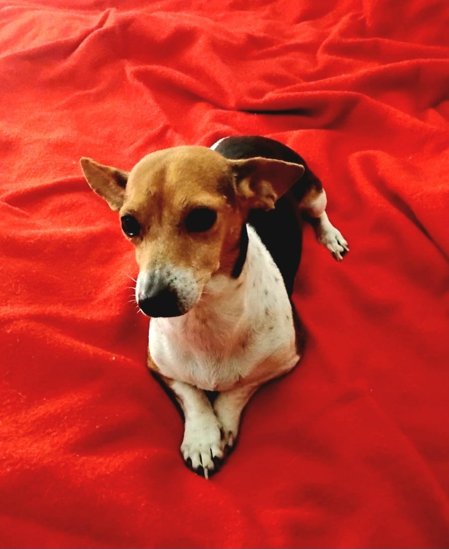 Enlarge Coletta OR14210-Thw, an adoptable mixed breed in Beaverton, OR image 2/6