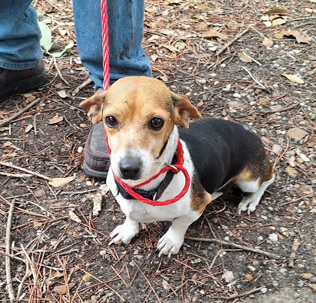 Enlarge Coletta OR14210-Thw, an adoptable mixed breed in Beaverton, OR image 4/6