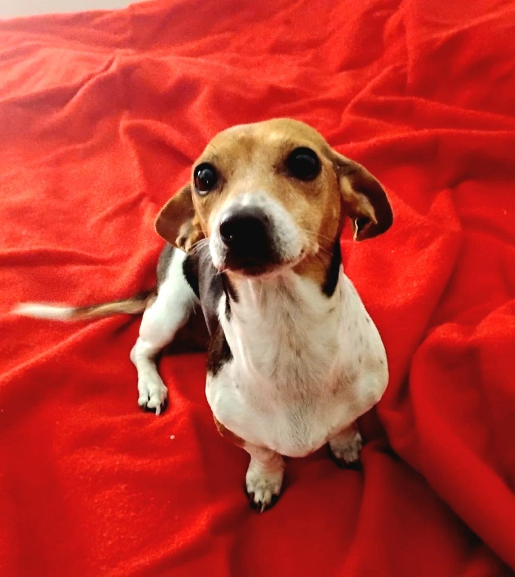 Coletta OR14210-Thw, adoptable, Adult Female Dachshund.