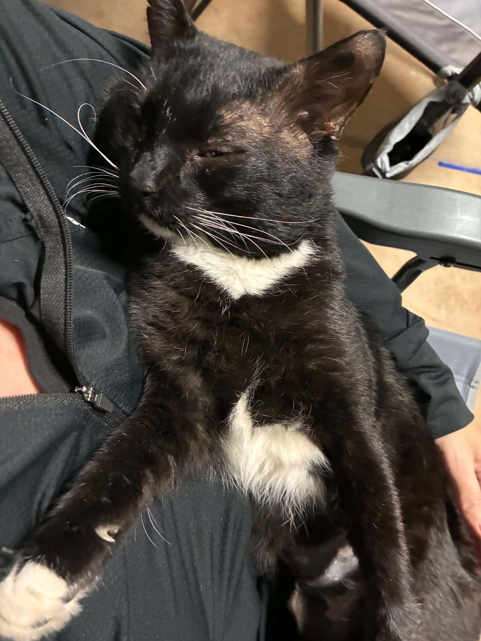 Boots, a ADOPTABLE Domestic Short Hair in Charlotte, NC image 4/6