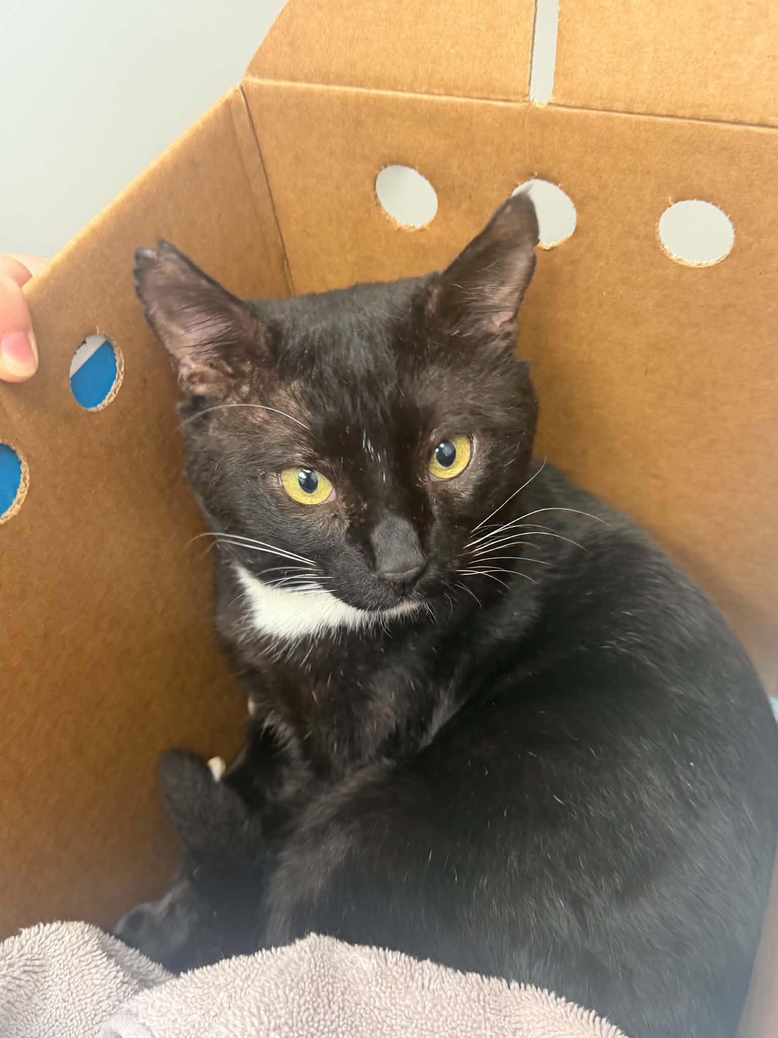 Boots, adopted, Young Male Domestic Short Hair.