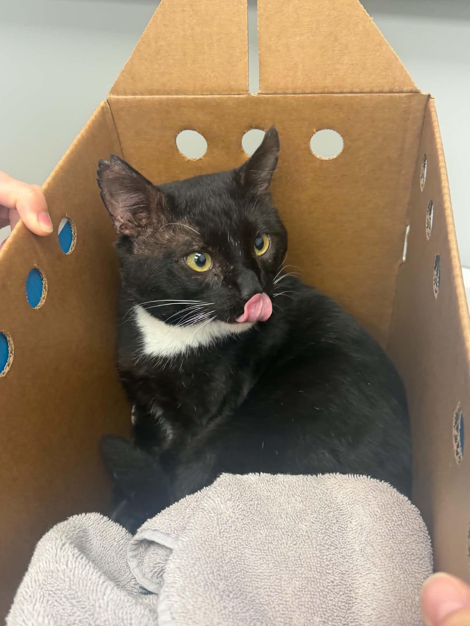 Boots, a ADOPTABLE Domestic Short Hair in Charlotte, NC image 3/6