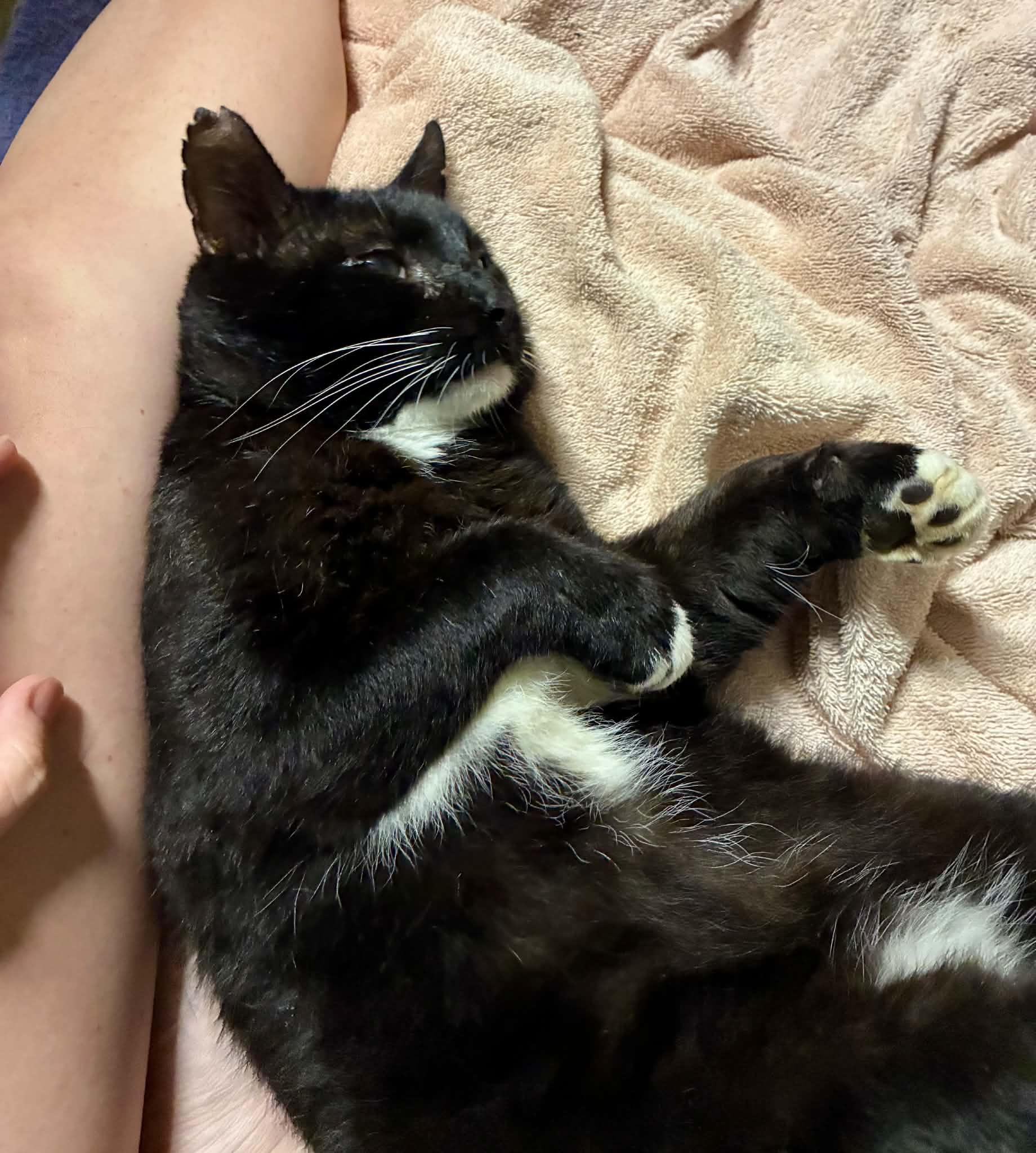 Boots, a ADOPTABLE Domestic Short Hair in Charlotte, NC image 5/6