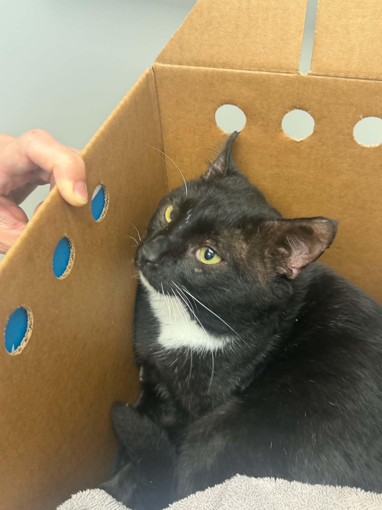 Boots, a ADOPTABLE Domestic Short Hair in Charlotte, NC image 6/6