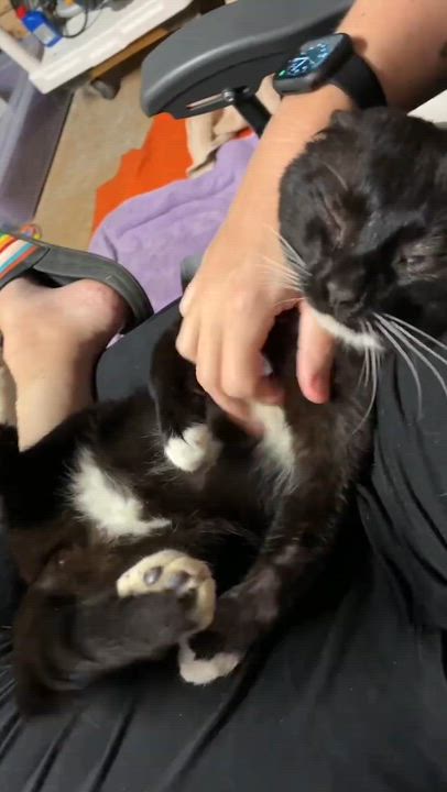 Enlarge Boots, a ADOPTABLE Domestic Short Hair in Charlotte, NC video 2/6