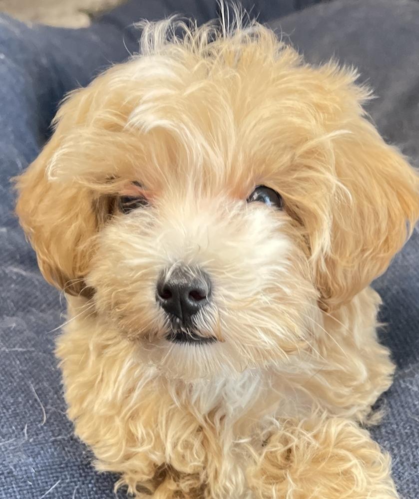 Kwik, Adoptable, Puppy Female Maltese & Poodle.