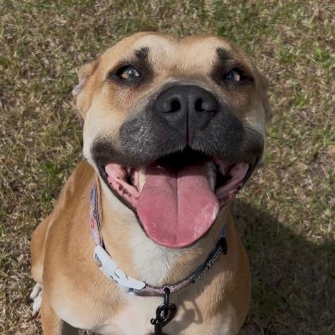 Hope, adopted, Adult Female Mixed Breed.