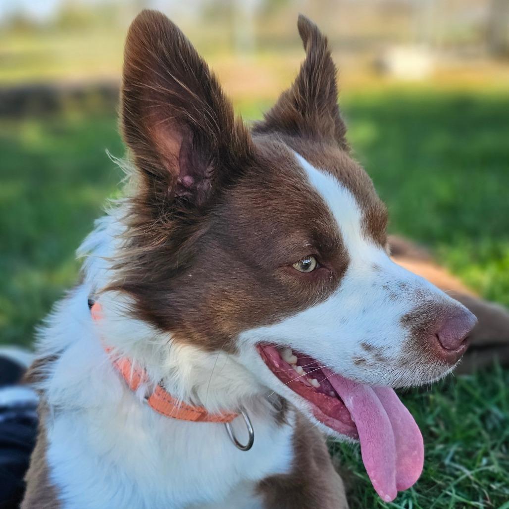 Enlarge Irwin, a Adoptable mixed breed in Marysville, OH image 1/6