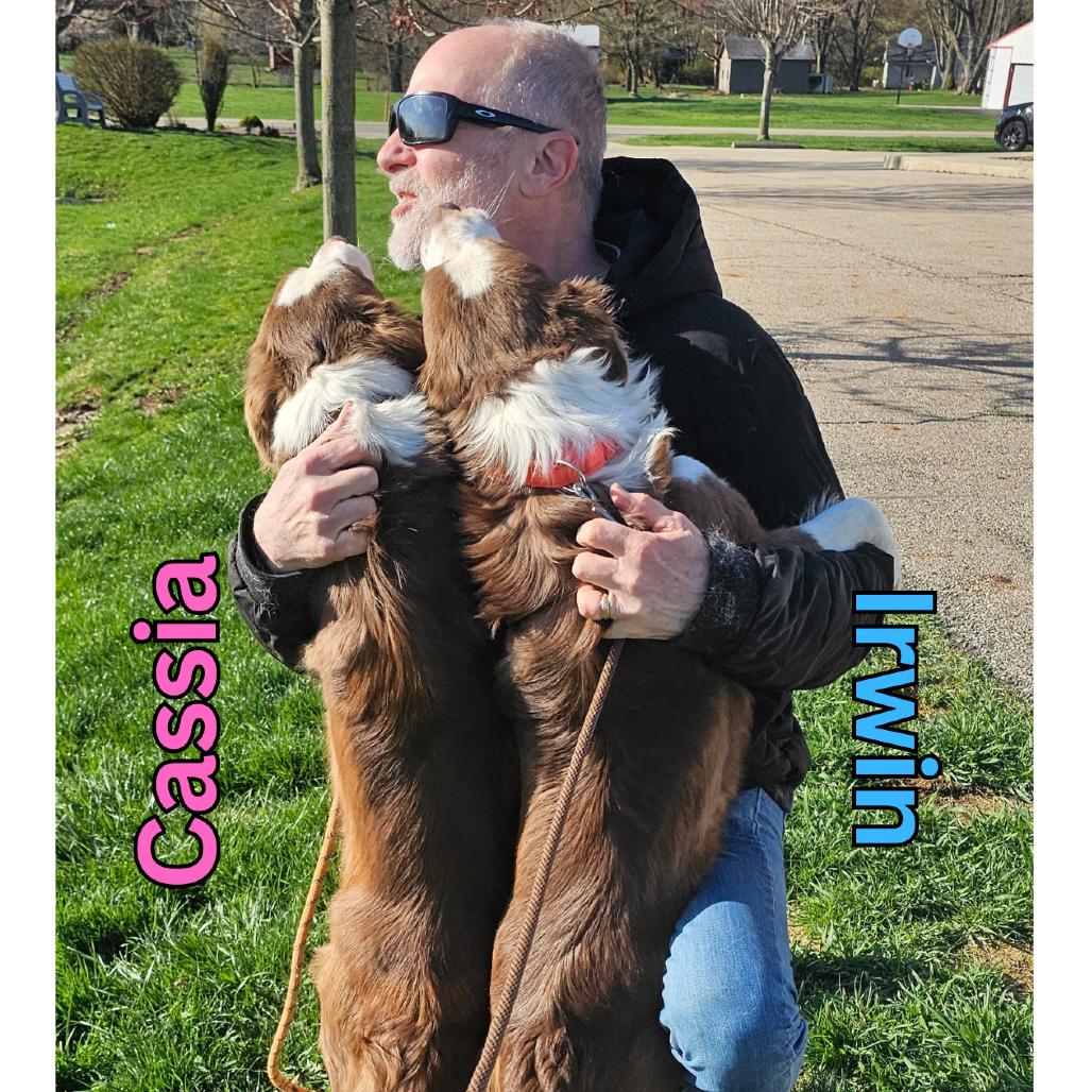 Enlarge Irwin, a Adoptable mixed breed in Marysville, OH image 2/6