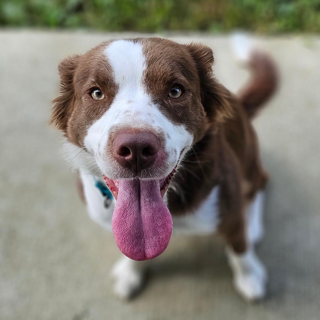 Enlarge Irwin, a Adoptable mixed breed in Marysville, OH image 2/6
