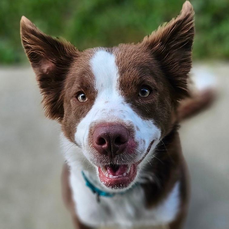 Enlarge Irwin, a Adoptable mixed breed in Marysville, OH image 3/6