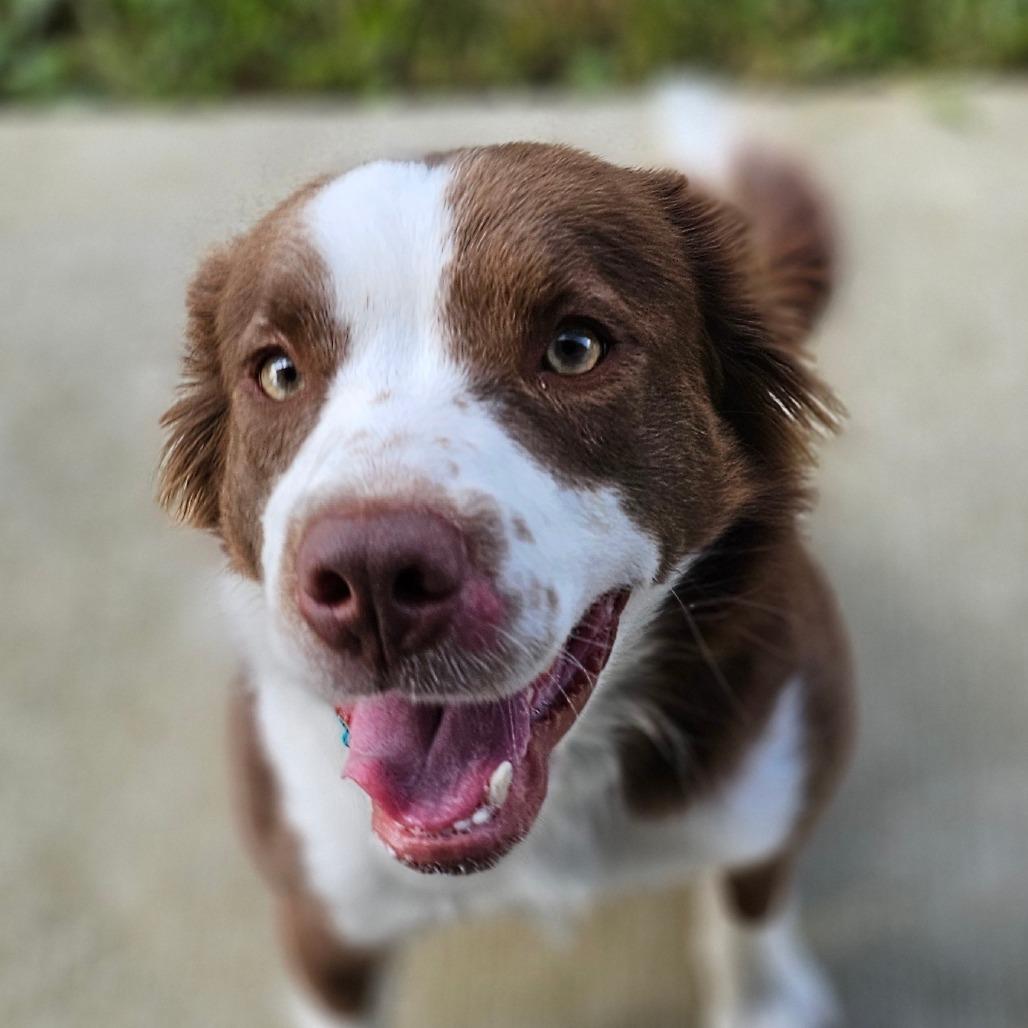Enlarge Irwin, a Adoptable mixed breed in Marysville, OH image 4/6