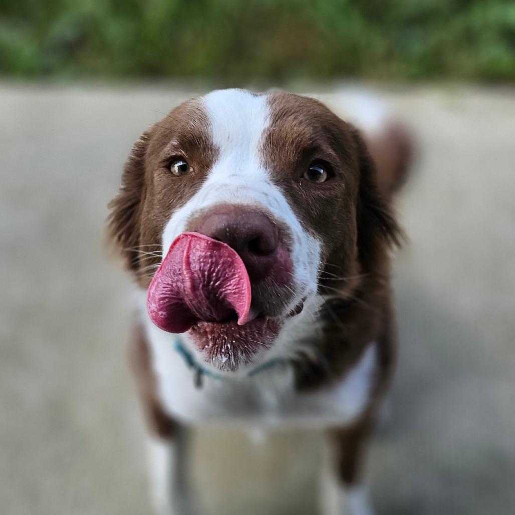 Enlarge Irwin, a Adoptable mixed breed in Marysville, OH image 5/6